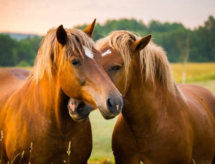 Stoer Voer – Gespecialiseerd in paardenvoeders en supplementen
